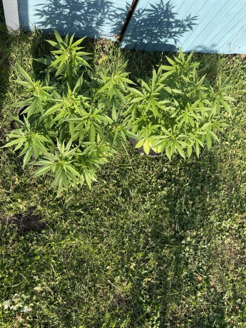 First Outdoor grow. Week 11