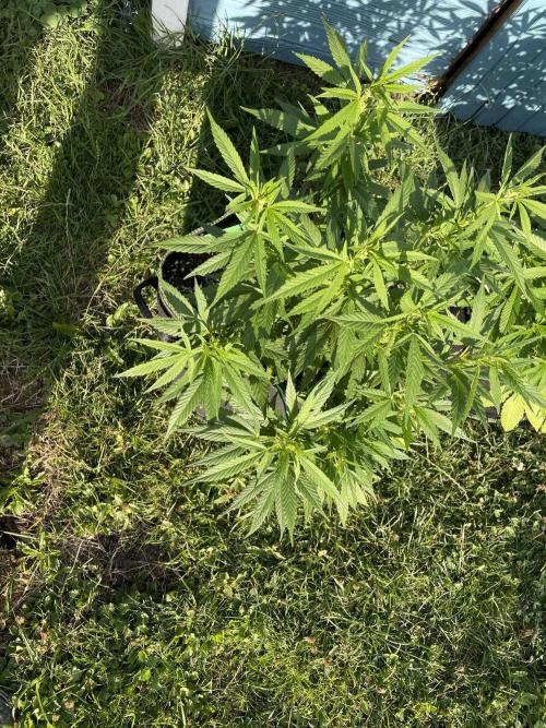 First Outdoor grow. Week 11