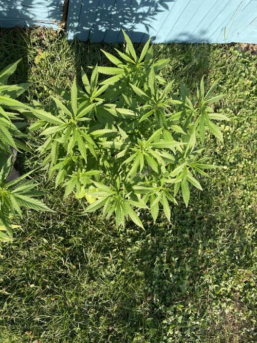 First Outdoor grow. Week 11