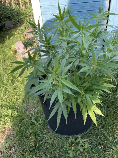 First Outdoor grow. Week 11
