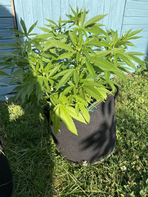First Outdoor grow. Week 11