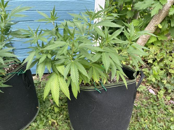 First Outdoor grow. Week 10