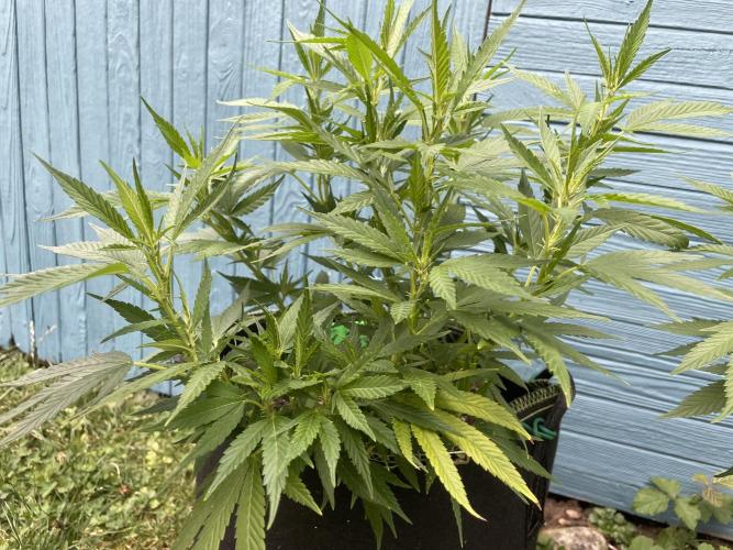 First Outdoor grow. Week 10