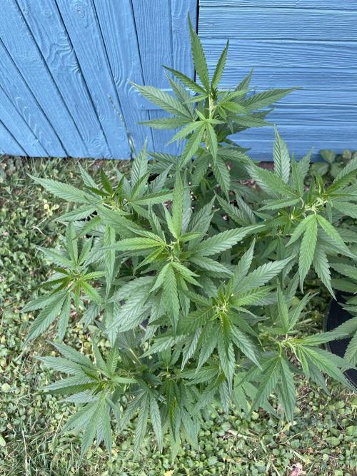 First Outdoor grow. Week 10