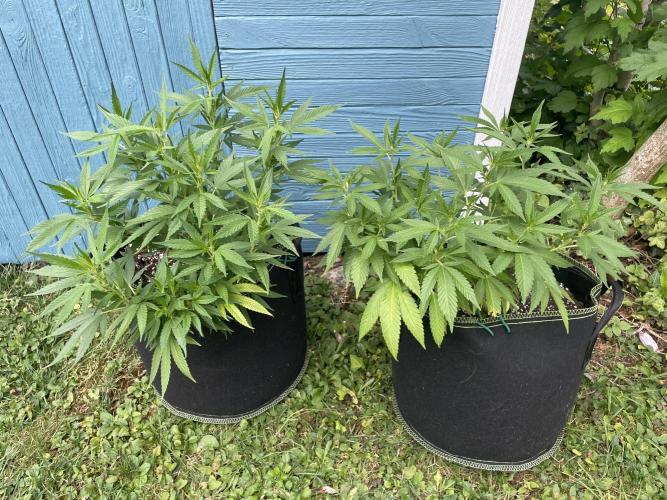 First Outdoor grow. Week 10