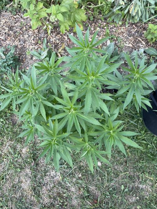 First Outdoor grow. Week 12