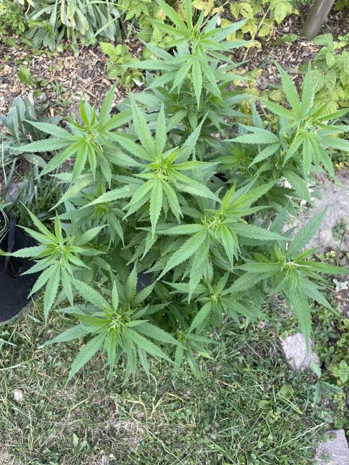 First Outdoor grow. Week 12