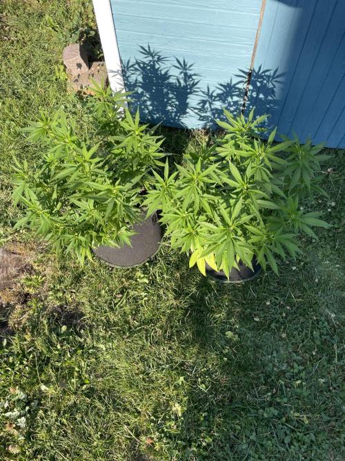 First Outdoor grow. Week 12