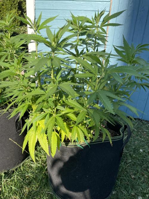 First Outdoor grow. Week 12