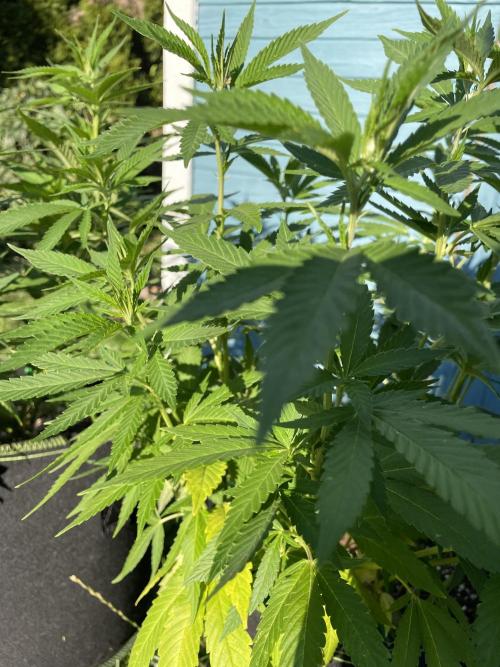 First Outdoor grow. Week 12