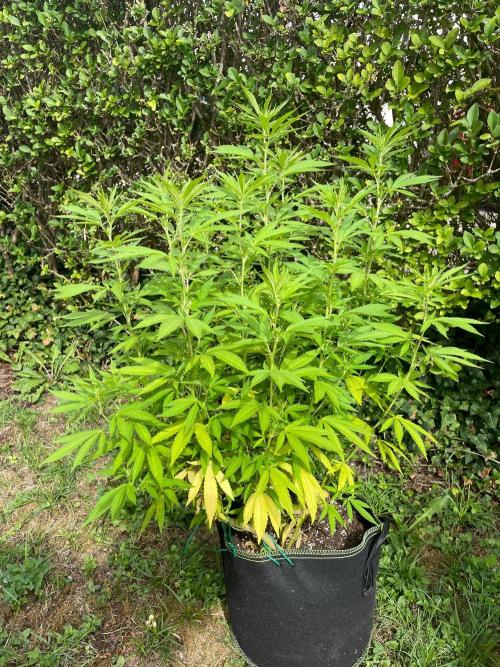First Outdoor grow. Week 15