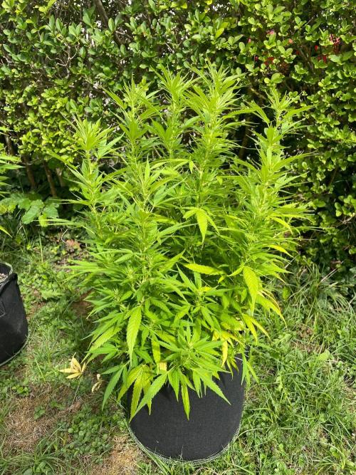 First Outdoor grow. Week 15