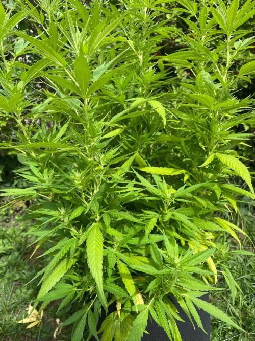 First Outdoor grow. Week 15