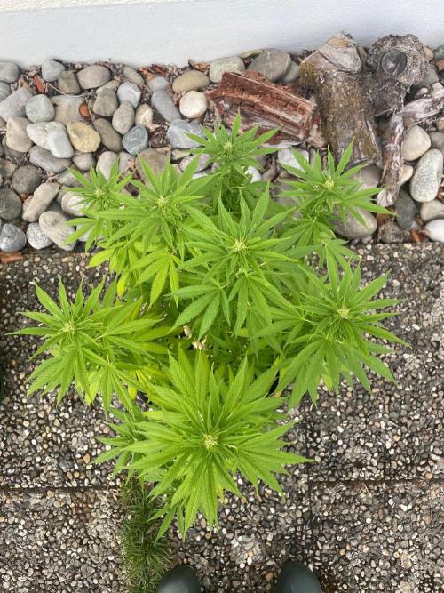 First Outdoor grow. Week 16