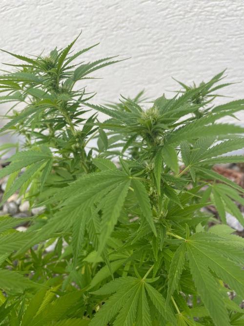 First Outdoor grow. Week 16