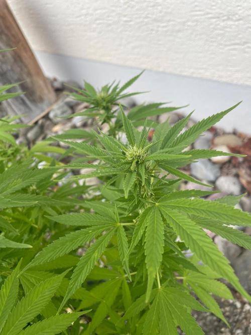 First Outdoor grow. Week 16