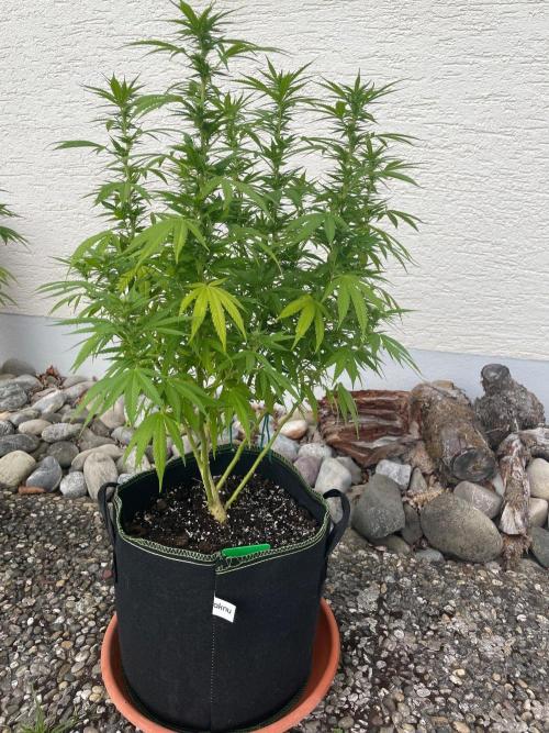 First Outdoor grow. Week 16