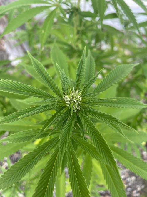 First Outdoor grow. Week 16
