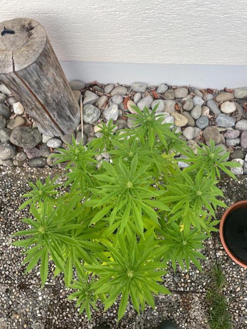 First Outdoor grow. Week 16