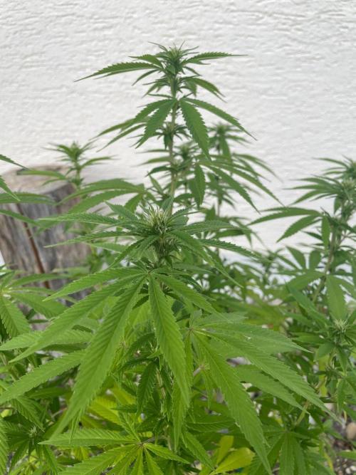 First Outdoor grow. Week 16