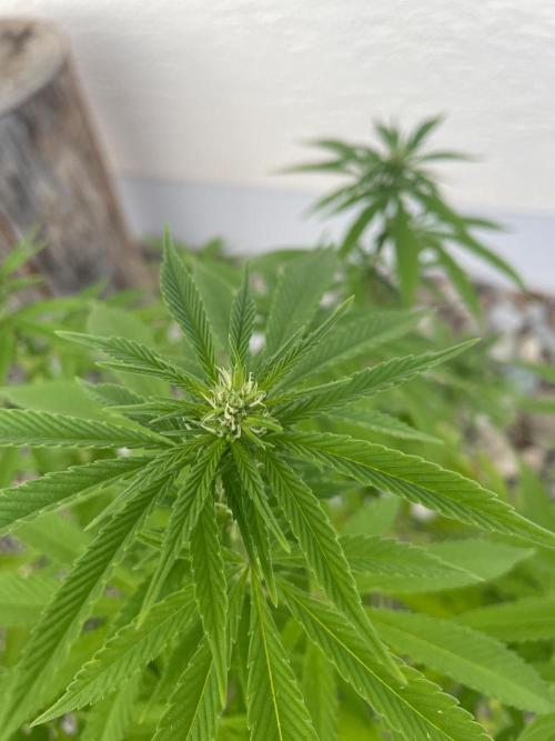 First Outdoor grow. Week 16