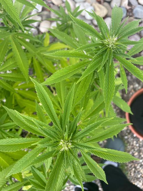 First Outdoor grow. Week 16