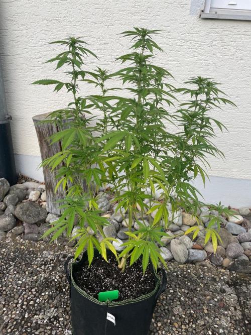 First Outdoor grow. Week 16
