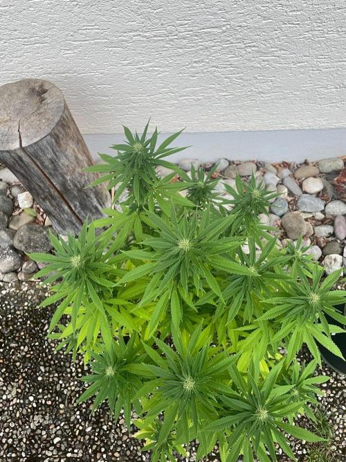 First Outdoor grow. Week 17