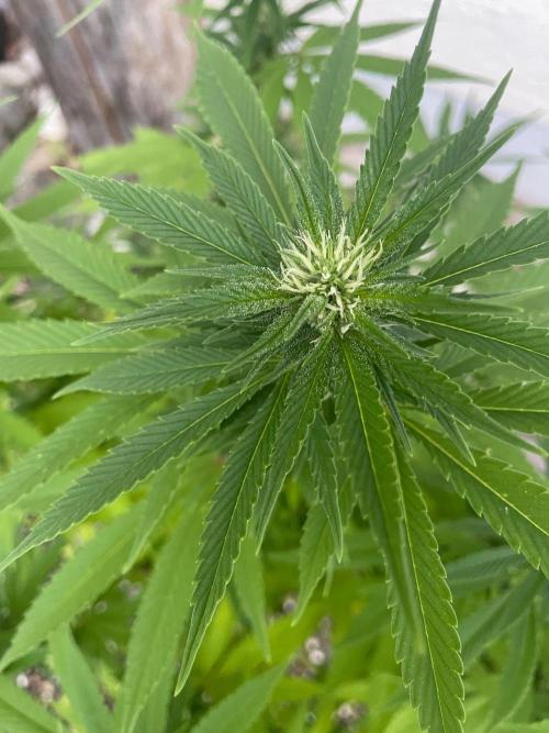 First Outdoor grow. Week 17