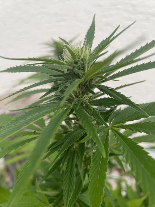 First Outdoor grow. Week 17