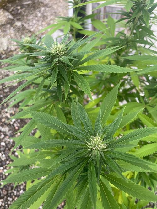 First Outdoor grow. Week 17