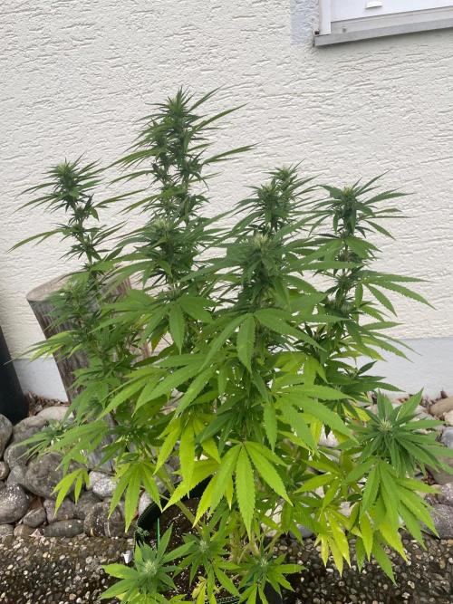 First Outdoor grow. Week 17