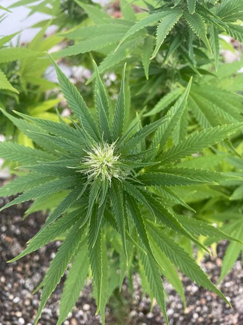 First Outdoor grow. Week 17