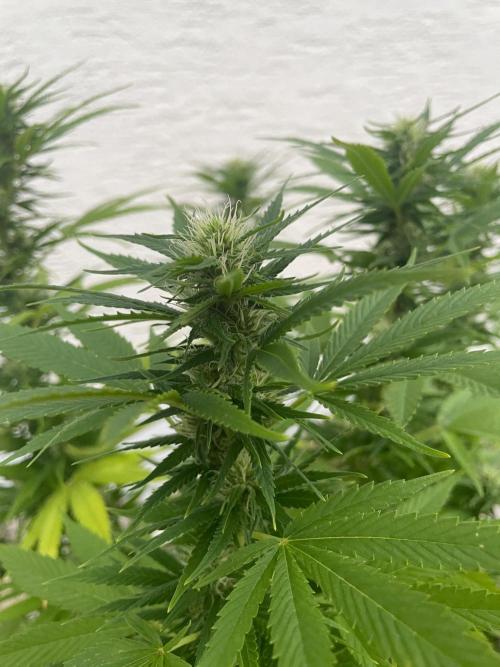 First Outdoor grow. Week 17