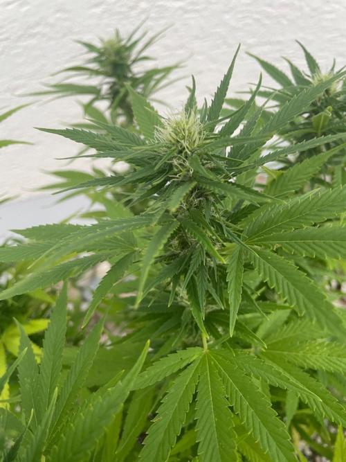 First Outdoor grow. Week 17