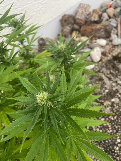 First Outdoor grow. Week 17
