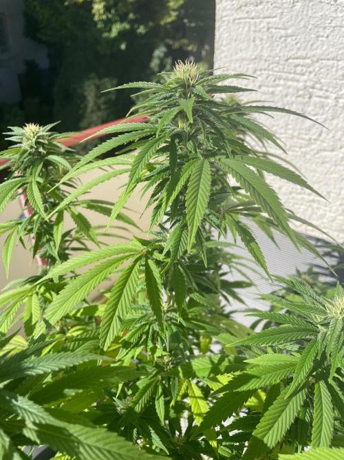First Outdoor grow. Week 18