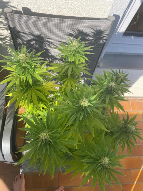 First Outdoor grow. Week 18