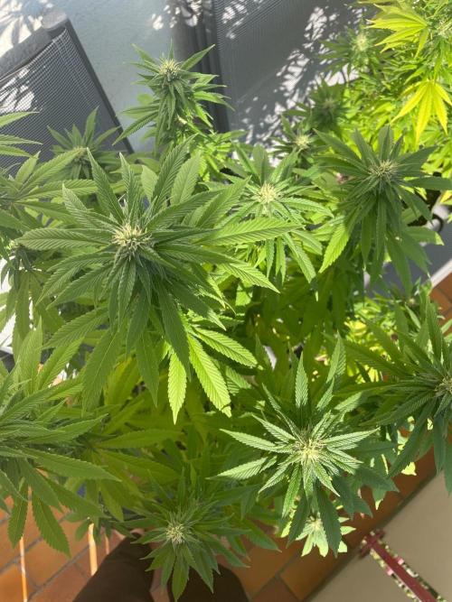 First Outdoor grow. Week 18