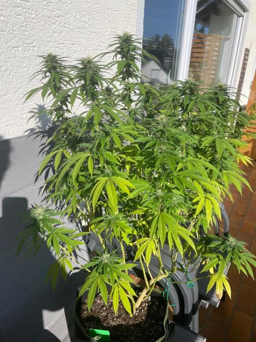 First Outdoor grow. Week 18