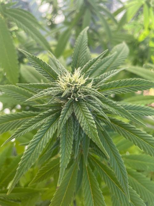 First Outdoor grow. Week 18