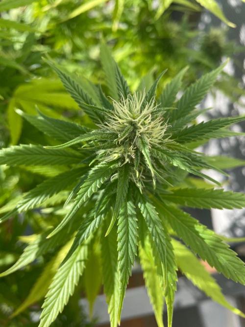 First Outdoor grow. Week 18