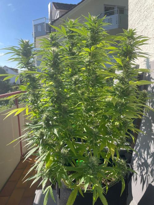 First Outdoor grow. Week 18