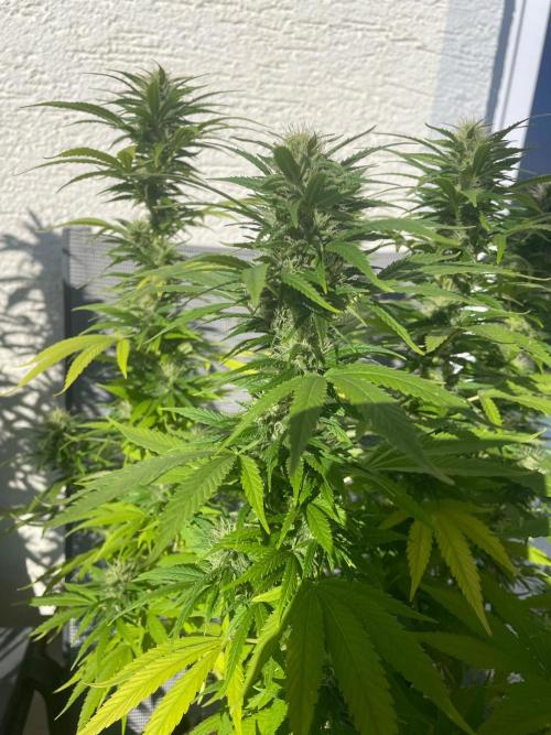 First Outdoor grow. Week 18
