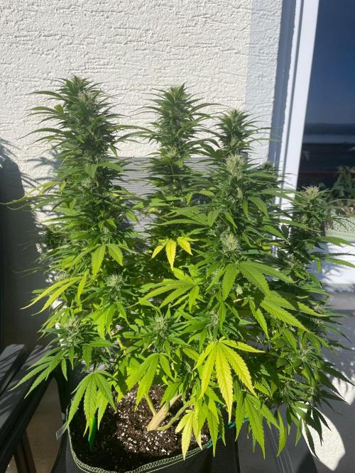 First Outdoor grow. Week 18