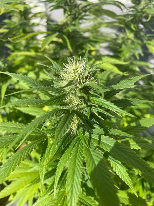 First Outdoor grow. Week 18