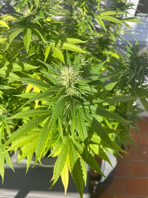 First Outdoor grow. Week 18