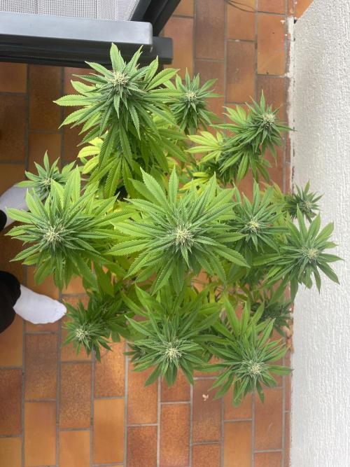 First Outdoor grow. Week 19
