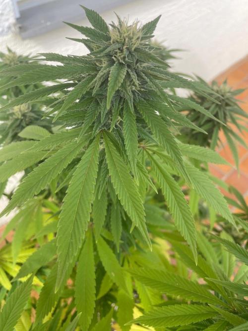 First Outdoor grow. Week 19