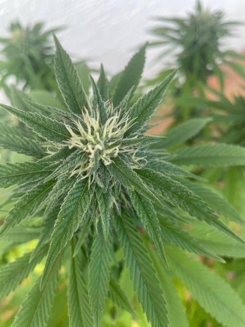 First Outdoor grow. Week 19